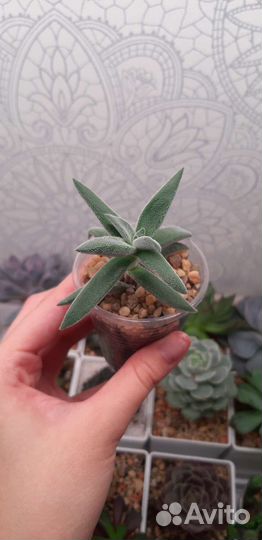 Суккуленты (Часть 1)