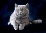 Голубой британский кот. Крупный
