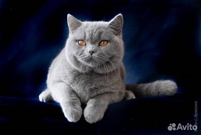 Голубой британский кот. Крупный объявление продам