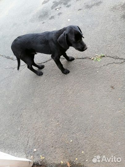 Найдена собака