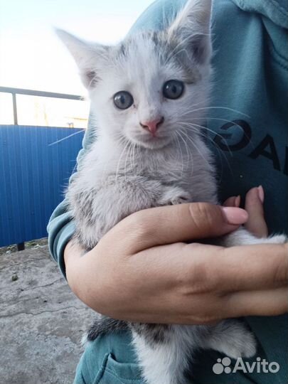 Кошка в дар бесплатно