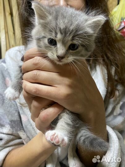 Котики бесплатно в добрые руки
