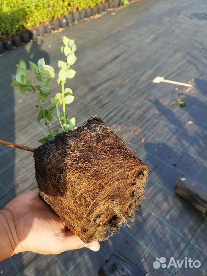 Саженцы голубики оптом