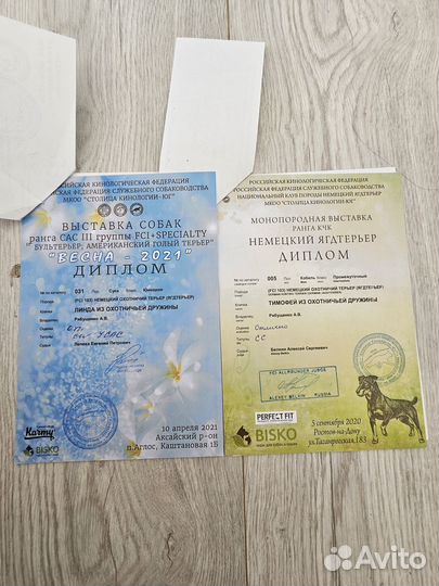 Щенки ягдтерьера