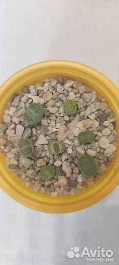 Литопсы Живые камни