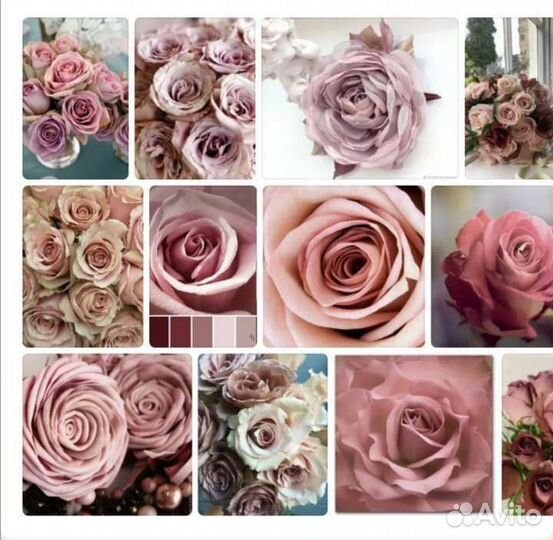 Розы Английские саженцы