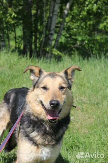 Трой пес из приюта, спаси его