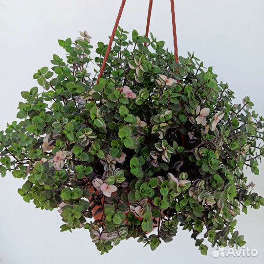 Традисканции, коллизии