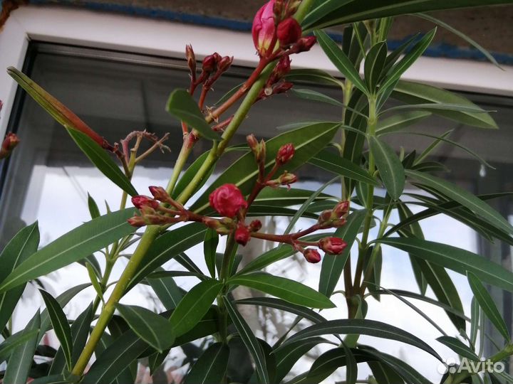 Комнатные цветы