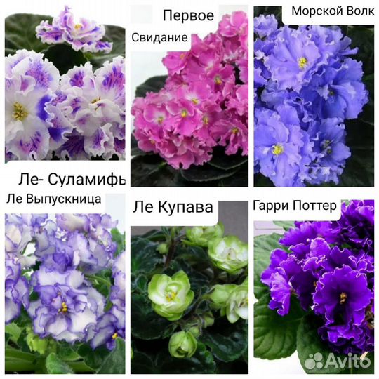 Детки,стартеры, листы на срез сортовых фиалочек