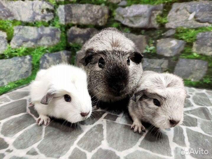 Морские свинки Англ.Крестед Калифорния(мальчики)