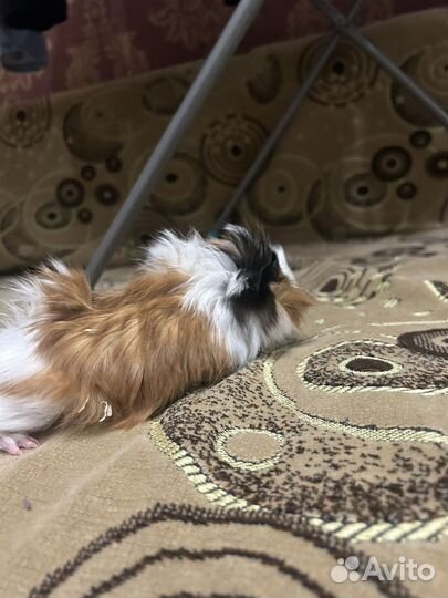 Морская свинка