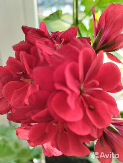 Пеларгония герань