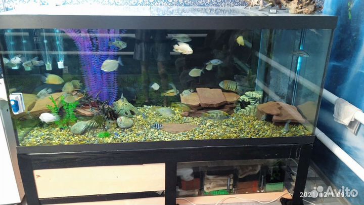 Аквариум 1120