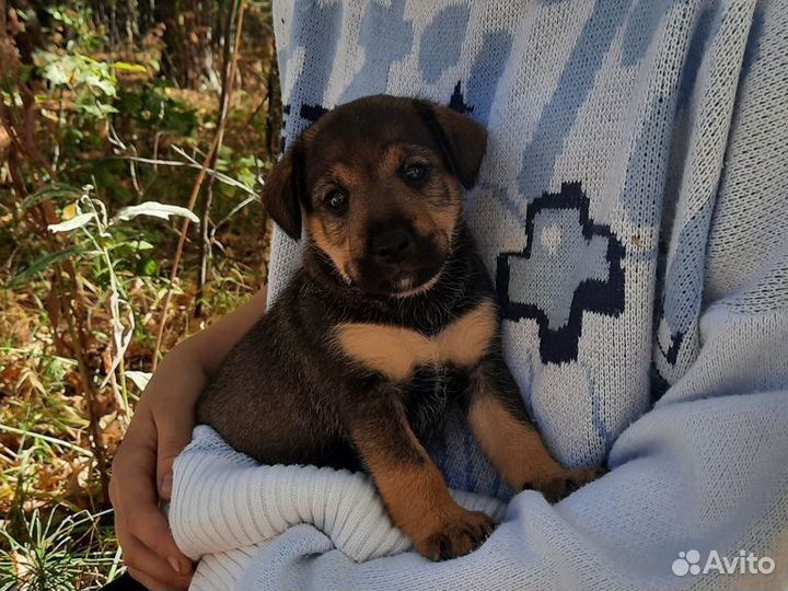 Щенок в добрые руки