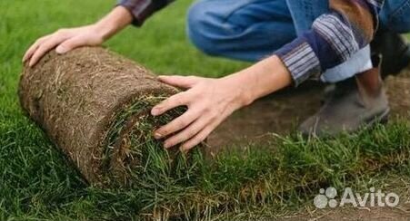 Газон рулонный