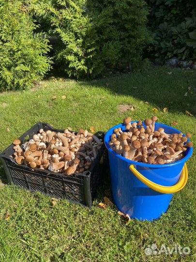 Опята мелкие