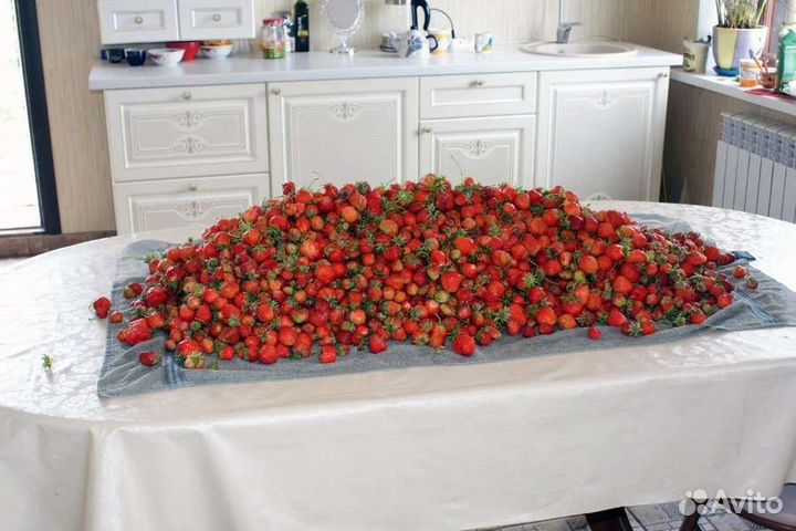 Рассада клубники
