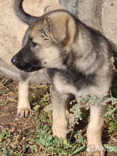 Щенок девочка в добрые руки