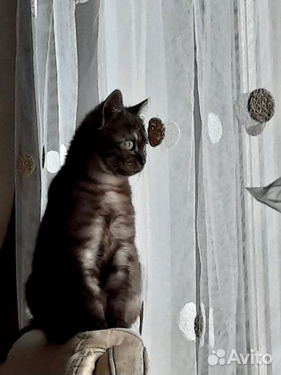 Кошка в дар