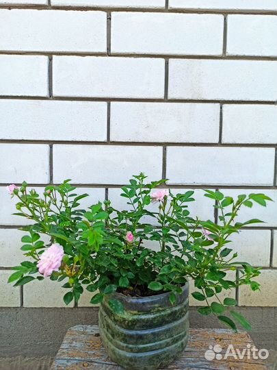 Розы почвопокровные, зкс