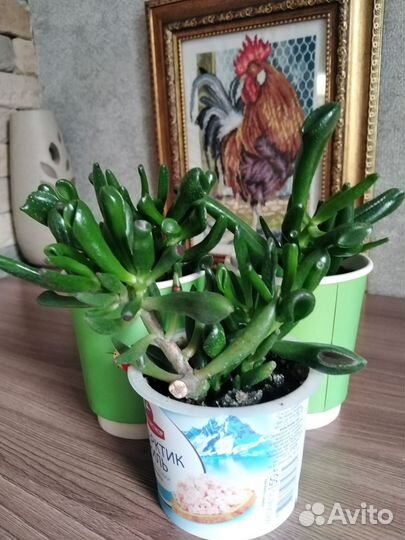 Крассула Голлум