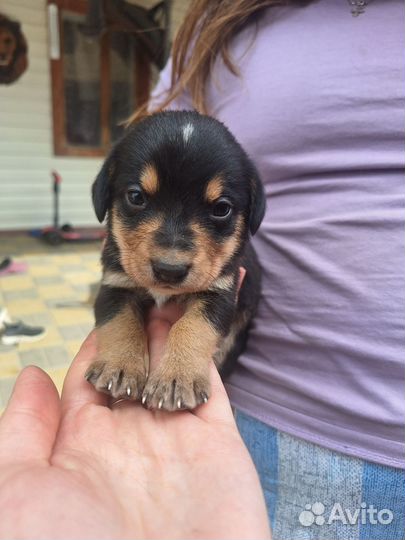 Собака в добрые руки