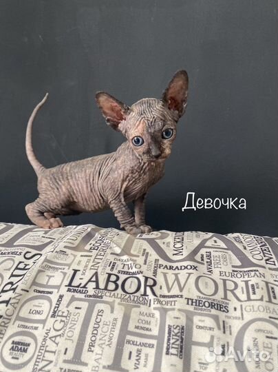 Канадский сфинкс котенок