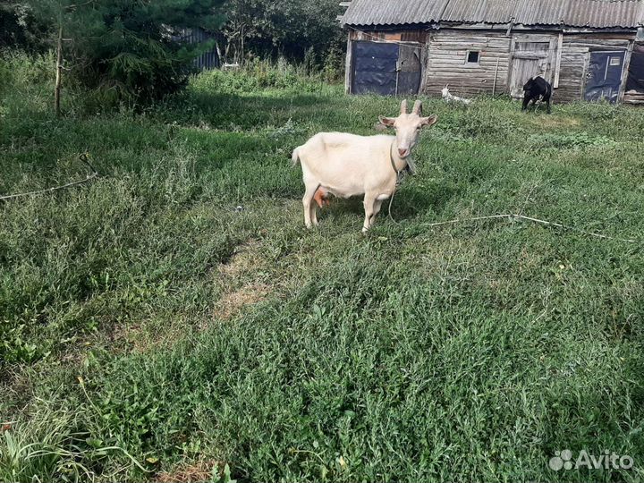 Козы дойные