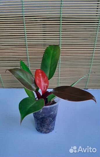 Филодендроны