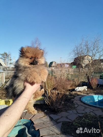 Щенки шпица