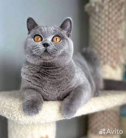 Британские котята