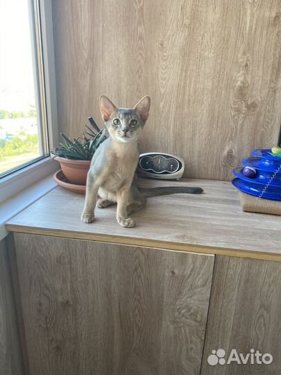 Абиссинский кот