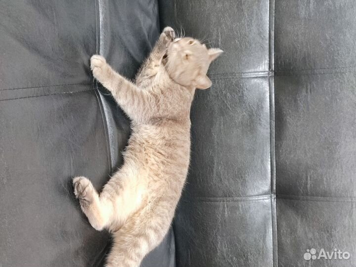 Кот бесплатно