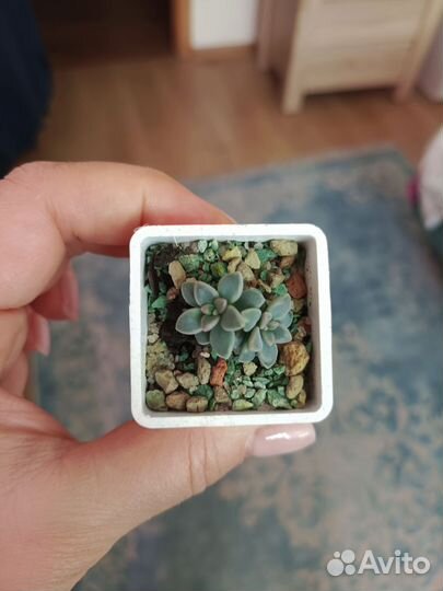 Суккуленты часть 2