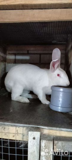 Белый паннон