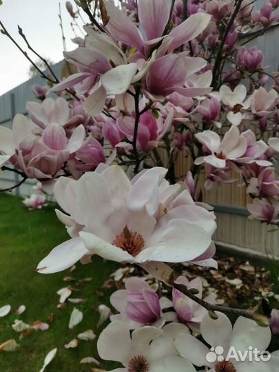 Магнолия саженцы
