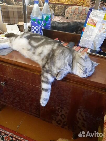 Британский кот