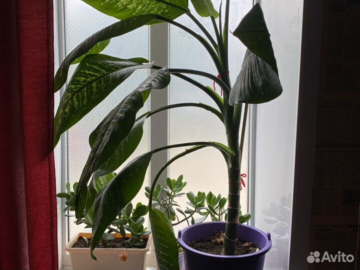 Диффенбахия