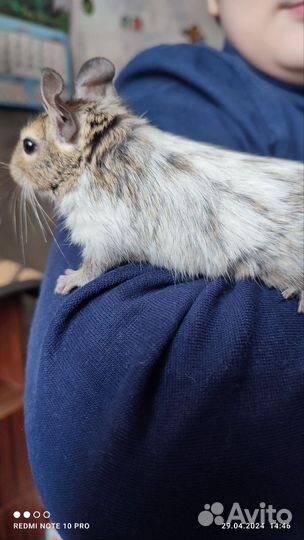 Чилийская белка дегу