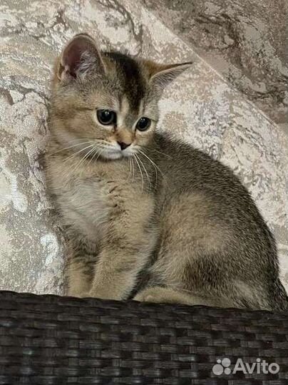 Котята золотая шиншилла