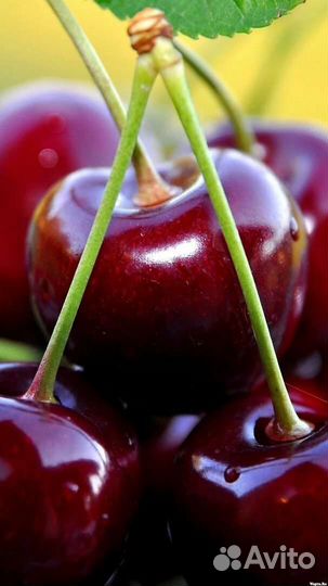 Вишня,черешни