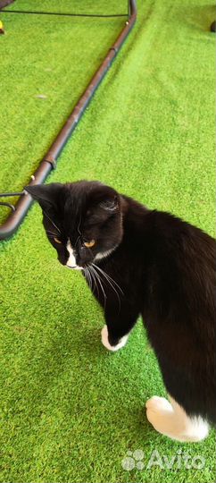 Отдам в добрые руки