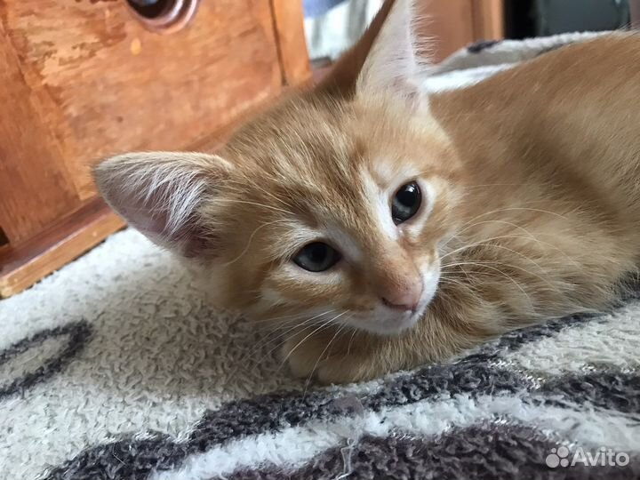 Кошка в дар