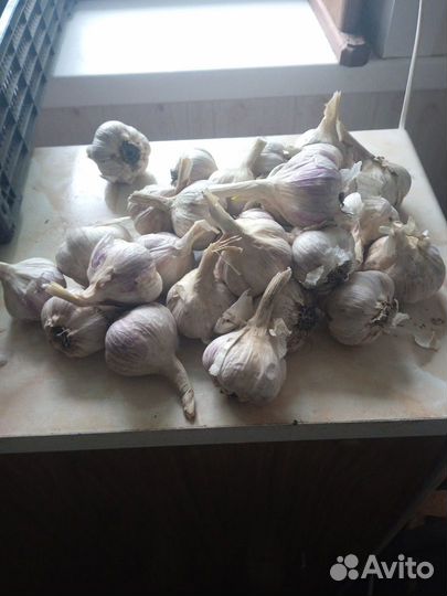 Продам чеснок