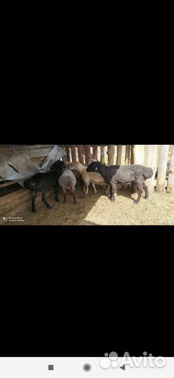 Овцы бараны ягнята