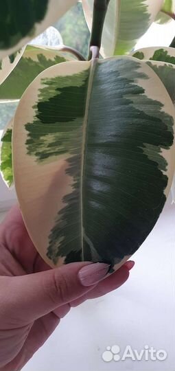 Фикус каучуконосный