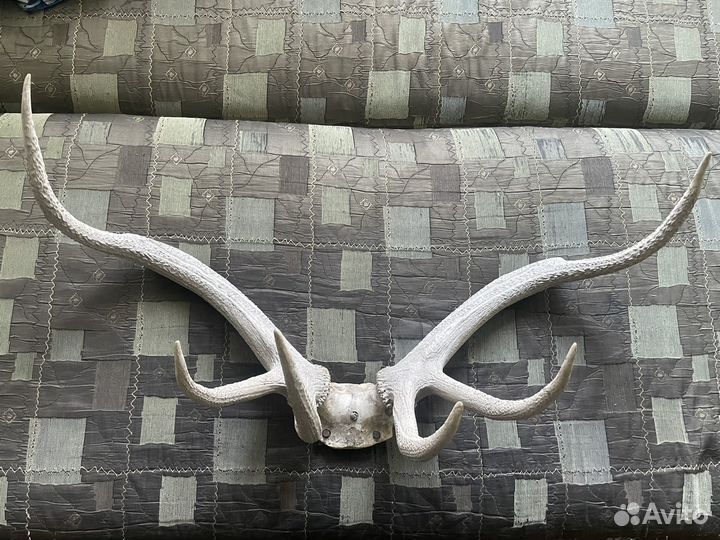 Рога оленя