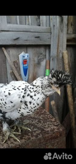 Павловское серебро петух