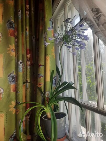 Агапантус комнатный цветок